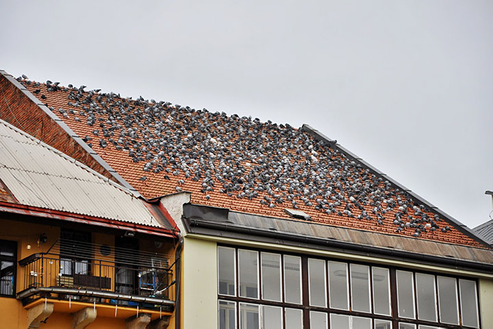 A2B Pest Control are able to install spikes to deter birds from roofs in Hove. 