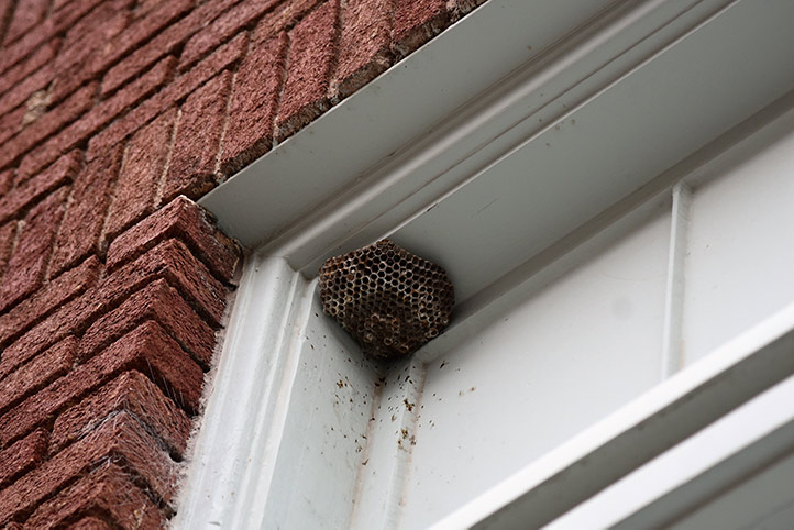We provide a wasp nest removal service for domestic and commercial properties in Hove.